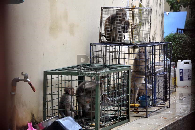  Sejumlah monyet hasil razia topeng monyet dikarantina di Balai kesehatan Hewan dan Ikan DKI Jakarta (BKHI), Jakarta Selatan, Selasa (29/10).    (Republika/Rakhmawaty la'lang)