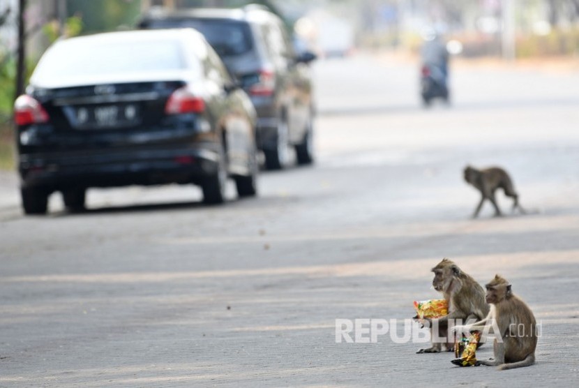 Sejumlah monyet (Macaca fascicularis) membawa sampah plastik yang mereka ambil dari tempat sampah milik warga di salah satu permukiman di Kapuk Muara, Penjaringan, Jakarta Utara, Selasa (17/9/2019). 