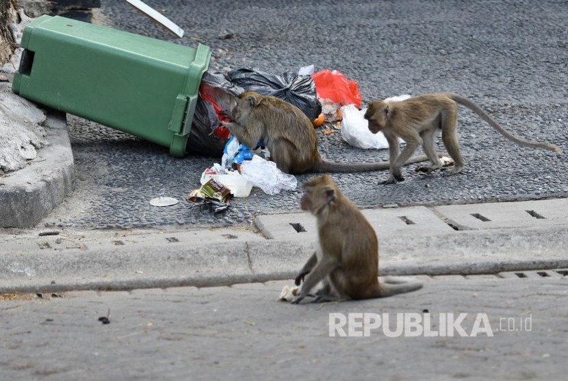 Monyet. Kawanan monyet menyerbu jalanan Thailand yang sepi oleh turis menyusul wabah corona.