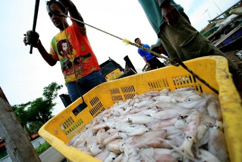 Sejumlah nelayan membongkar cumi-cumi dari sebuah perahu sebelum di jual (ilustrasi). PT Timah Tbk bekerja sama dengan Universitas Bangka Belitung (UBB) menebar 13.000 anak cumi di laut Pulau Bangka, Provinsi Kepulauan Bangka Belitung. Hal ini guna meningkatkan populasi dan hasil tangkapan cumi nelayan daerah itu.