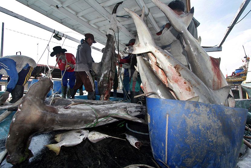 Sejumlah nelayan mengangkut ikan Hiu Martil (Sphyrna mokarran) dari kapal untuk di lelang di Tempat Pelelangan Ikan Karangsong, Indramayu, Jawa Barat, Minggu (3/1).