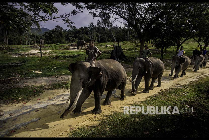 Sejumlah pawang (mahout) mengendarai Gajah Sumatera 