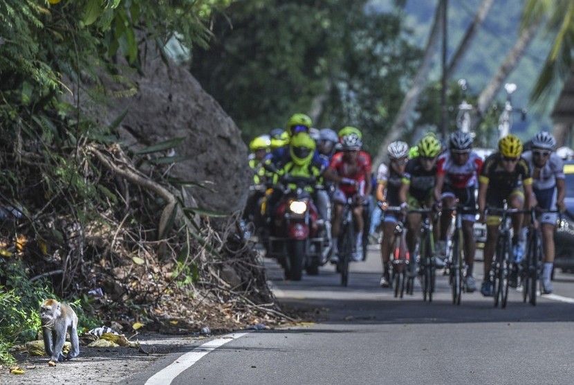 Sejumlah pebalap sepeda beradu kecepatan pada etape kelima Tour de Singkarak 2016 di Pesisir Selatan, Sumatera Barat, Rabu (10/8). 