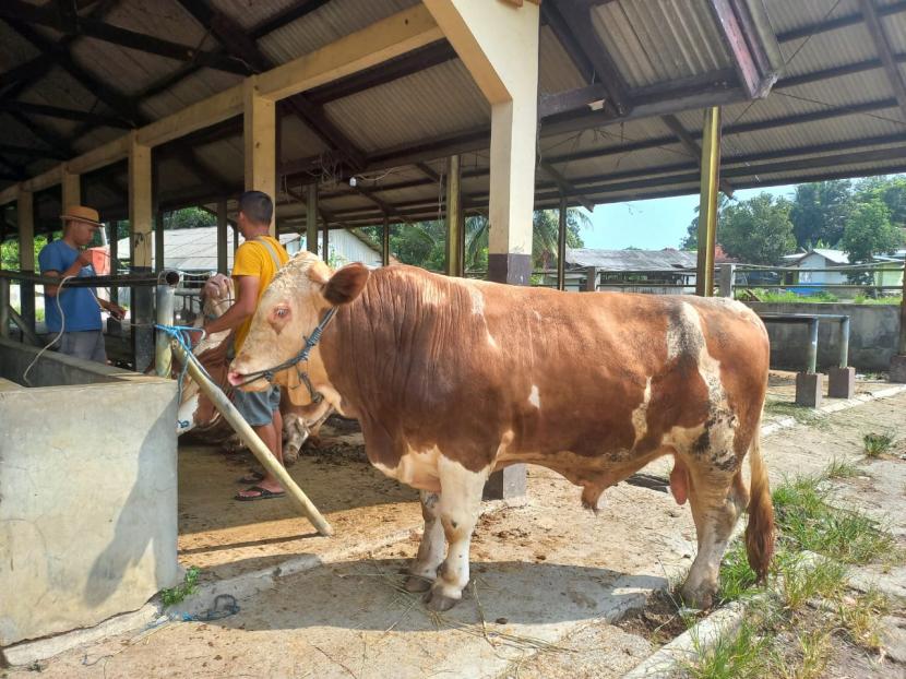 Sejumlah pedagang menunggui sapi dagangannya di Pasar Hewan Manonjaya, Kabupaten Tasikmalaya, Rabu (11/5/2022). Pemerintah Kabupaten Tasikmalaya akan menutup seluruh pasar hewan se-Kabupaten Tasikmalaya per 13 Mei 2022 untuk memutus penyebaran PMK pada ternak sapi.