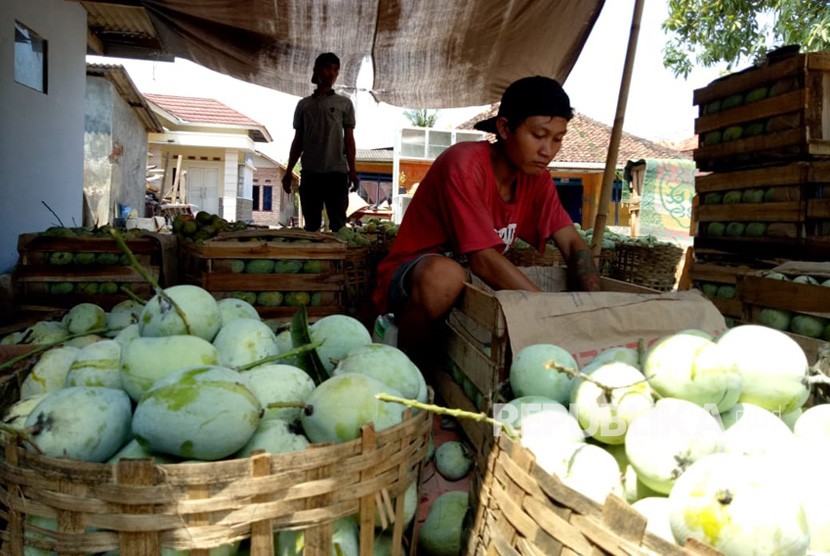 Sejumlah pegawai sedang menyortir mangga cengkir, di sentra perkebunan mangga Desa Gempol, Kecamatan Pusakanagara, Subang, Selasa (20/11). Saat ini, harga mangga sedang terjun bebas Rp 2.000 per kilogram.