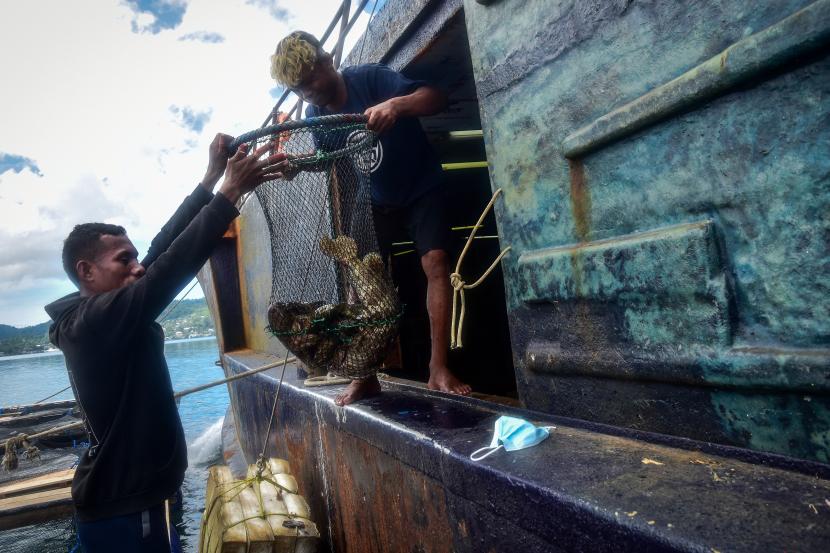 Sejumlah pekerja keramba mengangkut ikan kerapu ke kapal untuk ekspor ke Hong Kong (ilustrasi). Pemerintah Kabupaten Belitung, Provinsi Kepulauan Bangka Belitung, menargetkan dapat mengekspor sebanyak 100 ton-120 ton kerapu hidup menuju Hong Kong pada 2023.