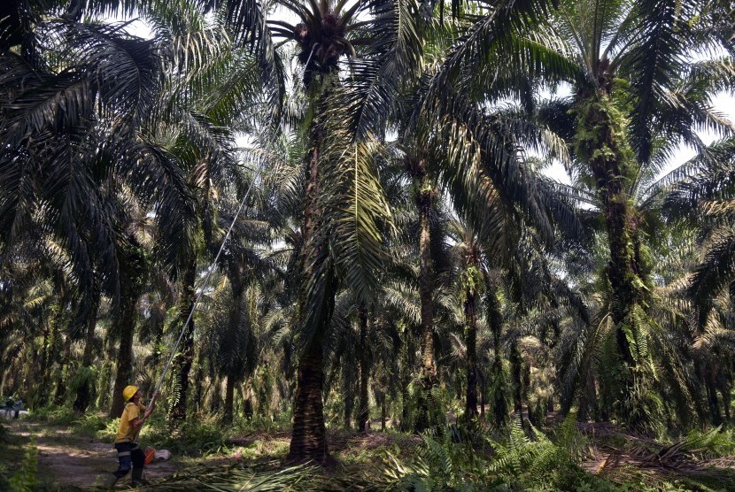 Sejumlah pekerja perkebunan kelapa sawit terkonfirmasi positif Covid-19. Foto pekerja memanen tandan buah segar kelapa sawit (ilustrasi)