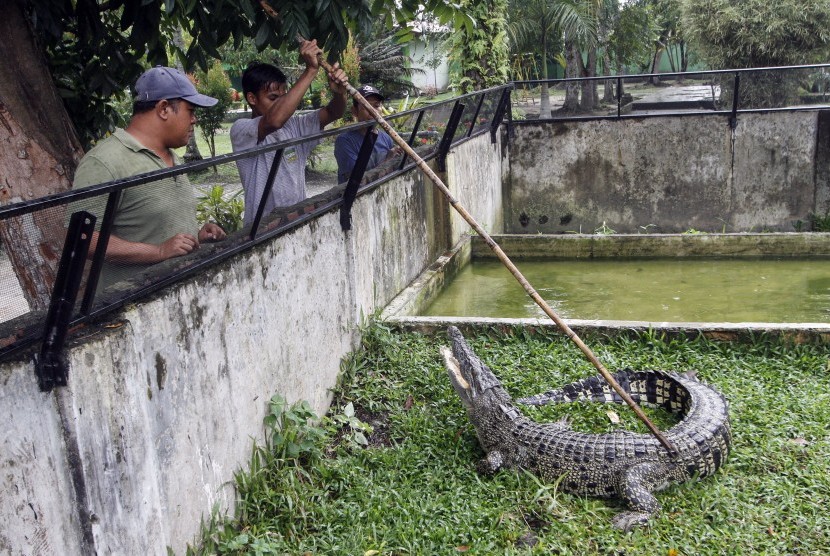 Sejumlah pekerja memasukan seekor buaya muara (Crocodylus porosus) yang baru dievakuasi di kebun bintang Kasang Kulim, Kabupaten Kampar, Riau, Senin (10/12/2018). Warga Bintan diserukan untuk mewaspadai kemunculan buaya saat cuaca panas.
