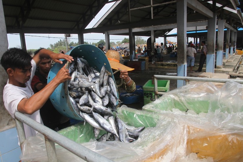 Sejumlah pekerja menata ikan tongkol hasil tangkapan nelayan ke dalam tempat pendingin di Tempat Pelelangan Ikan (TPI) Idi Rayeuk, Aceh Timur, Aceh, Senin (9/1). 