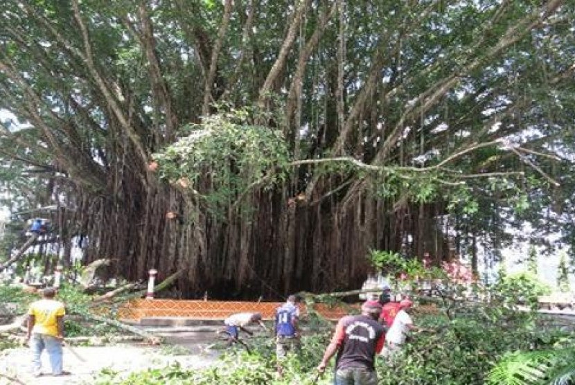 Sejumlah pekerja menebang pohon beringin di halaman kompleks kantor gubernur Papua.