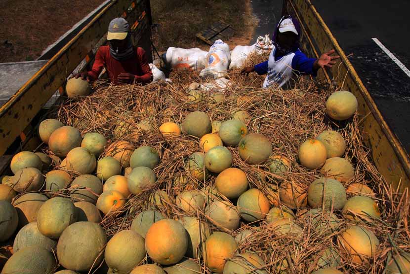 Sejumlah pekerja mengangkut buah melon. 