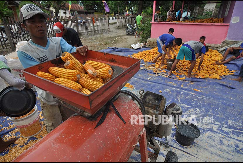 Sejumlah pekerja mengolah jagung yang baru dipanen untuk diproduksi menjadi jagung pakan ternak di Desa Bora, Kabupaten Sigi, Sulawesi Tengah, Rabu (20/9). Kabupaten Sigi merupakan salah satu daerah penghasil jagung di Sulawesi Tengah dengan luas lahan tanam jagung tahun ini mencapai sekitar 2.500 hektare. Kementerian Pertanian menargetkan produksi jagung nasional hingga Desember 2017 mencapai 24,5 juta ton. 