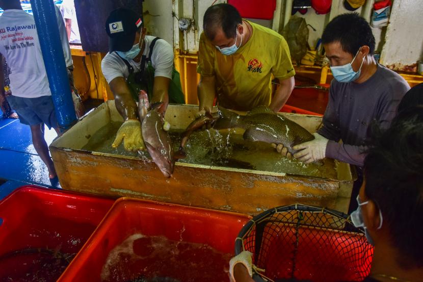Sejumlah pekerja menyortir ikan hidup yang baru dipanen dari keramba untuk diekspor (ilustrasi). Kementerian Kelautan dan Perikanan (KKP) terus mempromosikan produk perikanan Indonesia ke pasar internasional. 