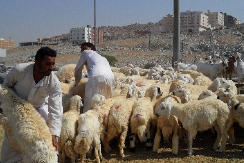 Sejumlah pembeli memilih domba yang akan digunakan untuk membayar dam (denda) di pasar ternak Kaqiyah, Makkah, Arab Saudi. 
