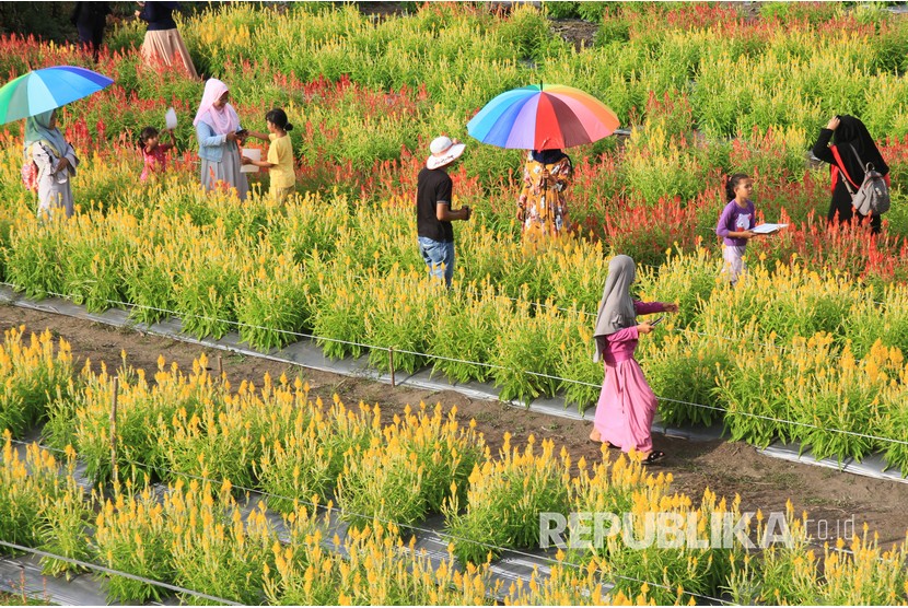 Sejumlah pengunjung berada di kawasan objek wisata taman bunga celocia garden di Desa Alue Pit, Kecamatan Panga, Aceh Jaya, Aceh, Rabu (2/1/2019). 
