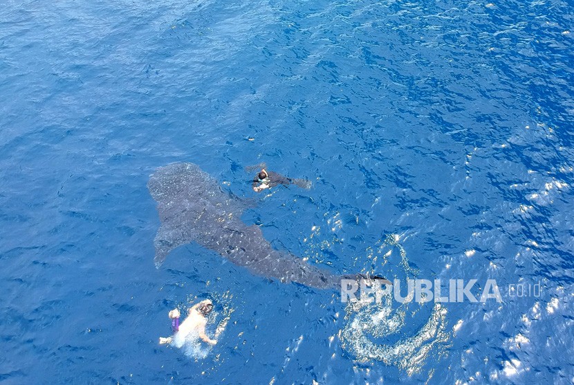 Sejumlah pengunjung berenang bersama hiu paus yang kembali datang ke pantai Botubarani, Kabupaten Bone Bolango, Gorontalo, Kamis (16/1/2020). Hiu paus diketahui memiliki gigi-gigi kecil atau dentikel dermal di bagian mata. 