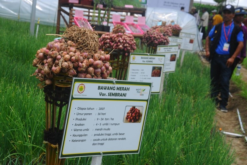 Sejumlah pengunjung melihat pertanian bawang merah saat kegiatan Hari Pangan Sedunia ke XXXVI di Komplek Perkantoran Terpadu Kabupaten Boyolali, Jawa Tengah, Jumat (28/10). 