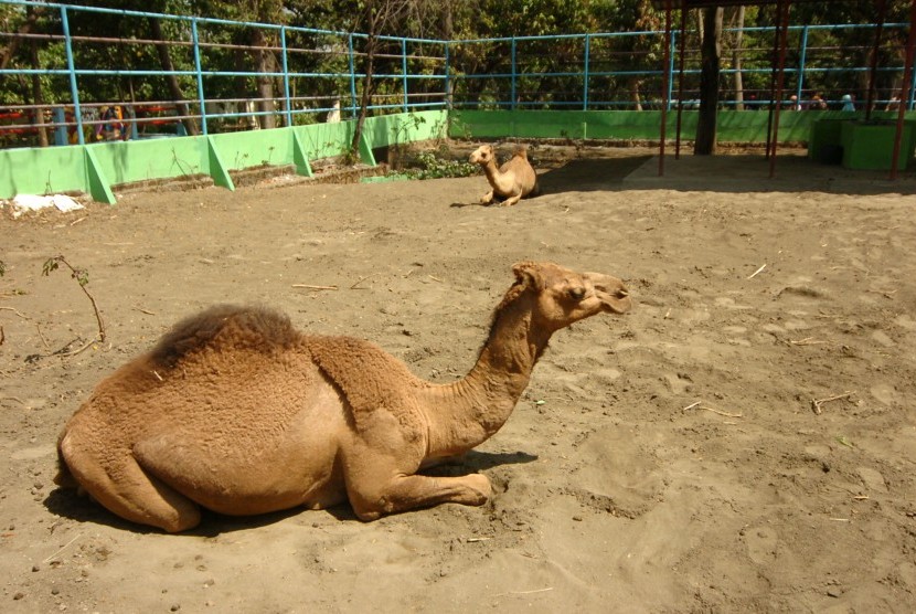 Sejumlah pengunjung melihat unta (Camelus dromedarius) di Kebun Binatang Semarang Zoo, Jawa Tengah. 