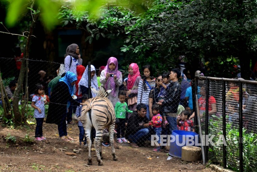 Sejumlah pengunjung menyaksikan seekor zebra di Kebun Binatang, Jalan Taman Sari, Kota Bandung, Ahad (1/1). 