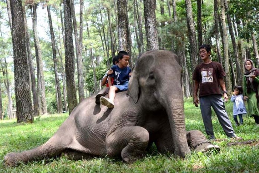 Sejumlah pengunjung Taman Wisata Punti Kayu bercengkrama dengan Juwita (22) gajah sumaterai di objek wisata alam Hutan Wisata Punti Kayu di Palembang, Sumatera Selatan