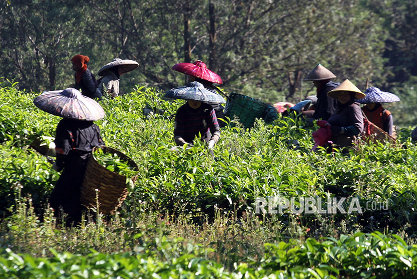 Sejumlah perempuan memetik teh saat panen di perkebunan Teh kawasan Puncak, Kabupaten Bogor, Jawa Barat, Selasa (29/5).