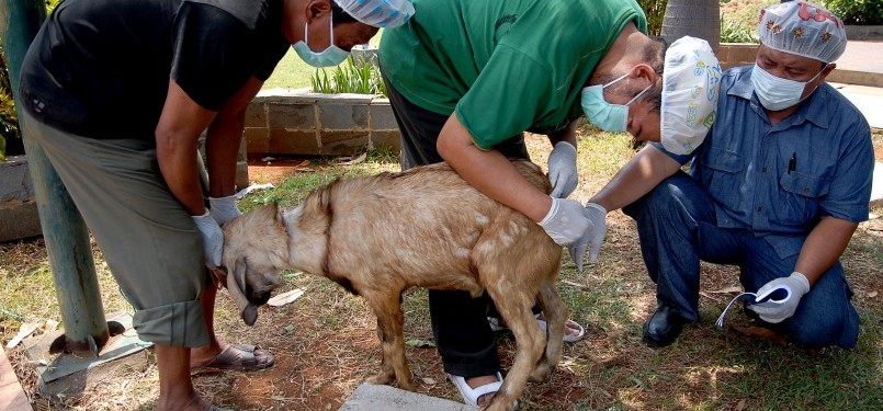 Sejumlah peserta memeriksa suhu tubuh hewan qurban sebelum di potong pelatihan manajemen qurban di Jakarta Islamic Centre, Koja, jakarta Utara, Ahad (30/10). (Republika/Agung Supriyanto)