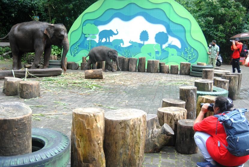 Sejumlah fotografer memotret bayi gajah Sumatera (Elephas maximus sumatrensis) bersama induknya di Taman Safari Indonesia, Cisarua, Kabupaten Bogor, Jawa Barat, Sabtu (11/6/2022). Jumlah pengunjung tempat wisata Taman Safari Indonesia (TSI) di Kawasan Puncak, Cisarua, Kabupaten Bogor, Jawa Barat, meningkat hingga 50 persen pada libur Lebaran 2023/Idul Fitri 1444 Hijriah.