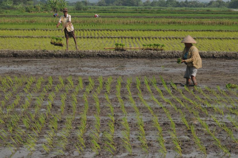 Sejumlah petani beraktivitas menanam padi pada lahan pertanian di wilayah Sawit, Boyolali, Jawa Tengah, Selasa (5/5/2020). Kementerian Pertanian tengah mempersiapkan kerja sama dengan Badan Usaha Milik Negara (BUMN) dalam pembukaan lahan pertanian atau cetak sawah seluas 600.000 hektare yang terdiri dari 400.000 hektare lahan gambut dan 200.000 hektare lahan kering sebagai antisipasi terjadinya kekeringan dan ancaman kelangkaan pangan, seperti yang diperingatkan oleh Organisasi Pangan dan Pertanian (FAO). 