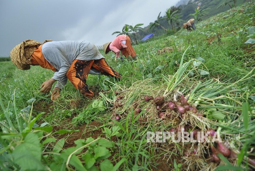 Sejumlah petani memanen bawang merah di lahan pertanian kawasan Kampung Pasanggrahan, Desa Ciburial, Kecematan Cimenyan, Kabupaten Bandung, Selasa (25/4)