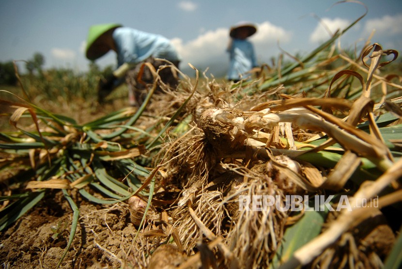 Sejumlah petani memanen bawang putih. Importir mengeluhkan kewajiban menanam kembali bawang putih sebanyak 5 persen dari nilai impor.