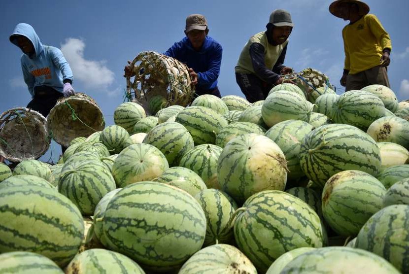 Sejumlah petani memanen buah semangka.