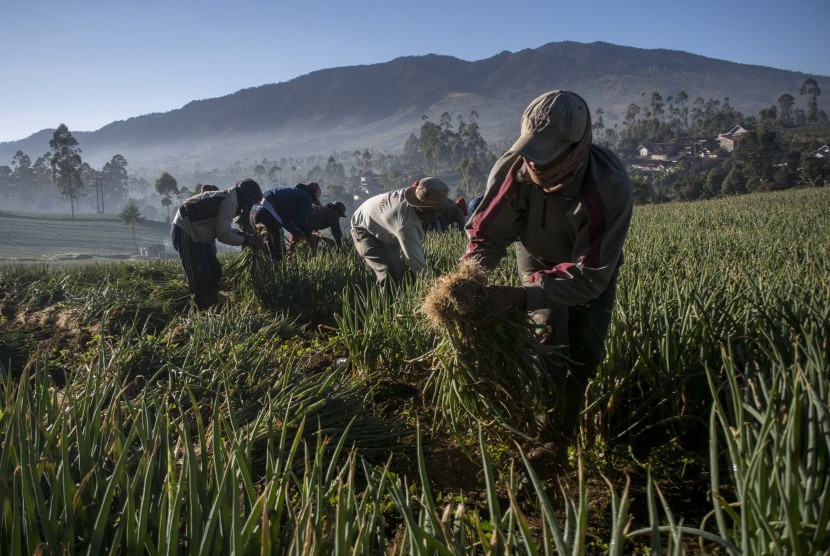 Sejumlah petani memanen daun bawang di area pertanian Kertasari, Kabupaten Bandung, Jawa Barat, Kamis (18/7/2019).