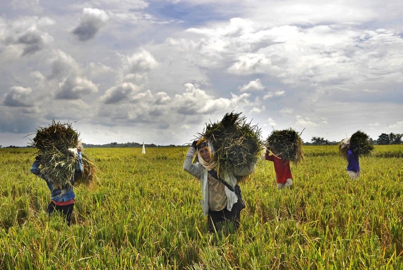 Sejumlah petani memanen padi di areal pesawahan di Kampung Cempakawarna, Sindangresmi, Pandeglang, Rabu (16/3).
