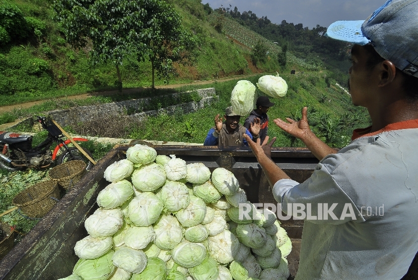 Sejumlah petani memindahkan sayuran kol ke mobil truk saat panen di ladang pertaniannya, Kampung Pasanggrahan, Desa Ciburial, Kecamatan Cimenyan, Kabupaten Bandung, Rabu (3/5). Pandemi  menunjukkan adanya kerentanan pada ketahanan pangan Indonesia.  