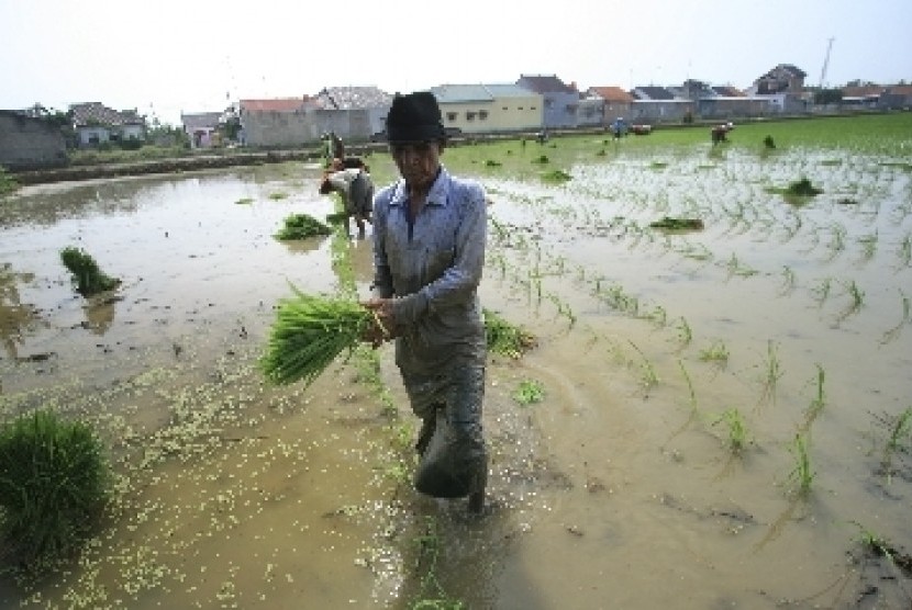 Sejumlah petani menanam padi di lahan sawah Desa Pabean Udik, Indramayu, Jawa Barat.