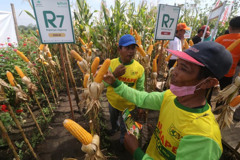 Sejumlah petani mengamati jagung hibrida tahan hama dalam pameran gelar teknologi dan inovasi pertanian di Papar, Kediri, Jawa Timur, Kamis (9/6/2022). ilustrasi