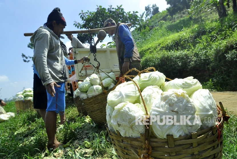 Sejumlah petani menimbang sayuran kol saat panen di ladang pertaniannya, Kampung Pasanggrahan, Desa Ciburial, Kecamatan Cimenyan, Kabupaten Bandung, Rabu (3/5).