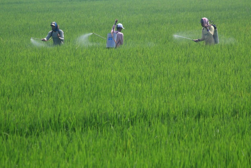 Sejumlah petani menyemprotkan pestisida pada tanaman padi di areal sawah desa Limbangan, Kecamatan Juntinyuat, Indramayu, Jawa Barat, Senin (9/3). 