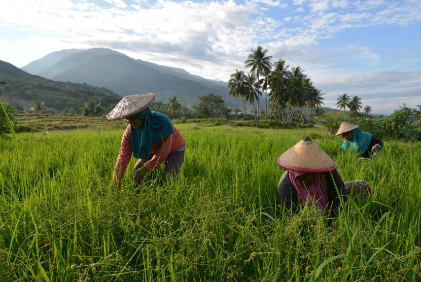 Sejumlah petani menyiangi sawah 