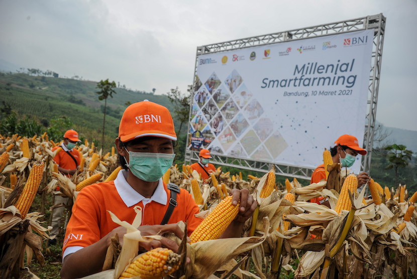Sejumlah petani muda memanen jagung saat peluncuran program Millenial Smartfarming di Desa Narawita, Cicalengka, Kabupaten Bandung, Jawa Barat, Rabu (10/3). Asosiasi Petani Jagung Indonesia (APJI) optimistis produksi jagung sebanyak 22,5 juta ton tahun ini bisa tercapai. 