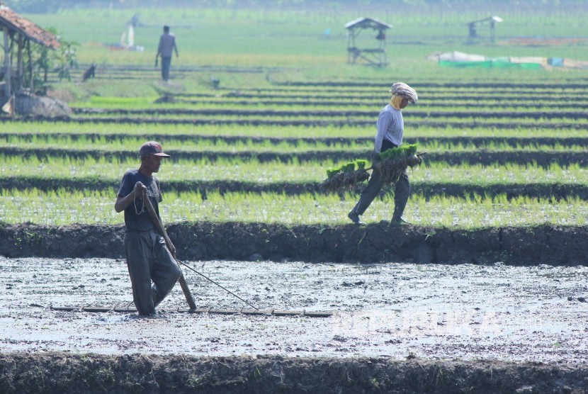 Sejumlah petani sedang menyiapkan lahan di sawahnya untuk ditanami padi di musim gadu, di Jalan Soekarno Hatta, Kota Bandung, Senin (11/6).