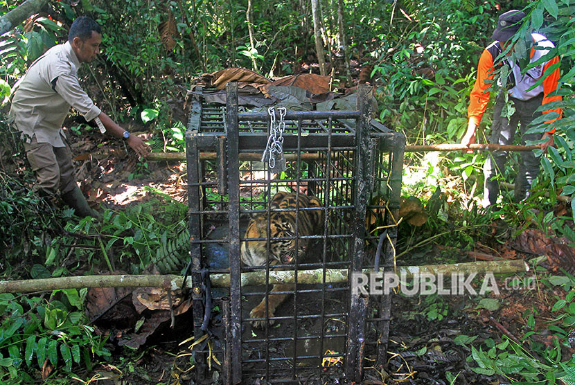 Sejumlah petugas Balai Konservasi Sumber Daya Alam (BKSDA) Sumatera Barat mengevakuasi Harimau Sumatera (Panthera tigris), di kawasan hutan Palupuh, Kabupaten Agam, Sumatera Barat, Selasa (17/4). 