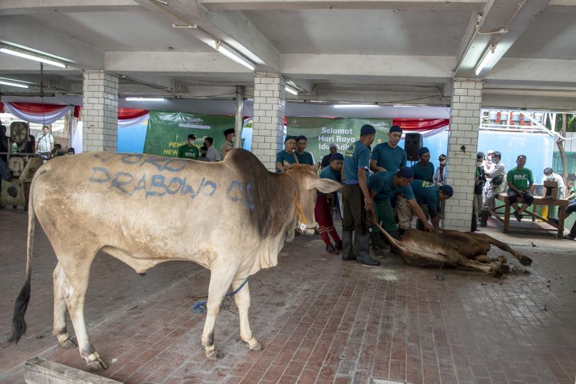 Sejumlah petugas bersiap menyembelih sapi kurban di halaman Masjid Istiqlal, Jakarta, Senin (11/7/2022). Panitia kurban Masjid Istiqlal memotong sebanyak 32 ekor sapi dan 23 ekor kambing.