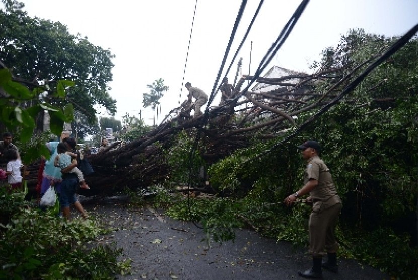 Sejumlah petugas Satpol PP memotong pohon yang tumbang di Jalan mampang Prapatan Raya XI, Jakarta Selatan, Jumat (28/11). Pohon tumbang tersebut tumbang akibat hujan deras dan angin kencang yang melanda sejumlah kawasan Ibu Kota. 