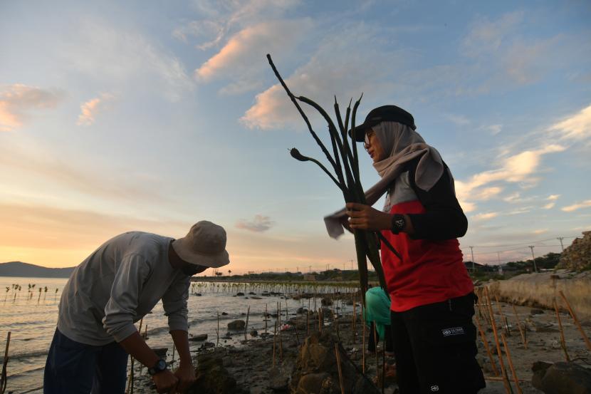 Sejumlah relawan dan pecinta mangrove menanam bibit bakau
