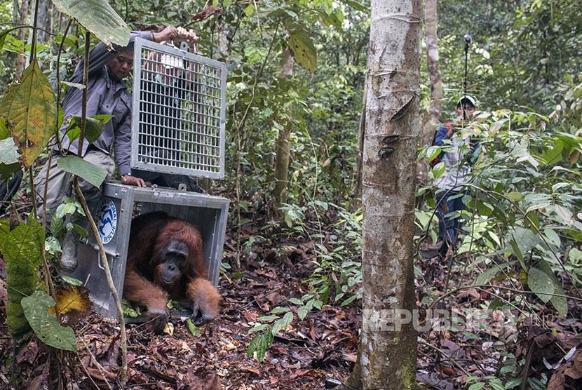 The Borneo Orang Utan Survival (BOS) Foundation in East Kalimantan released again seven Bornean orang utans (Pongo pygmaeus) into their natural habitat on Wednesday.