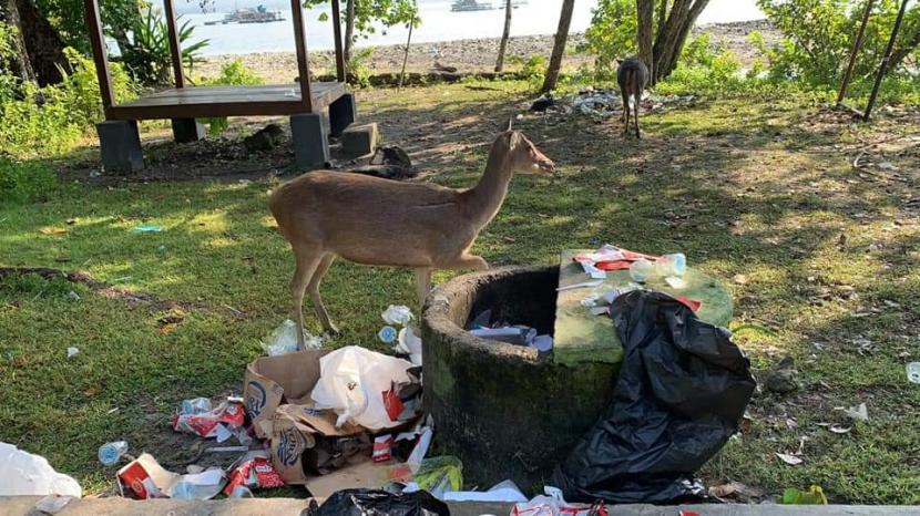 Sejumlah rusa mengais makanan di tumpukan sampah, di TWA dan CA Pangandaran