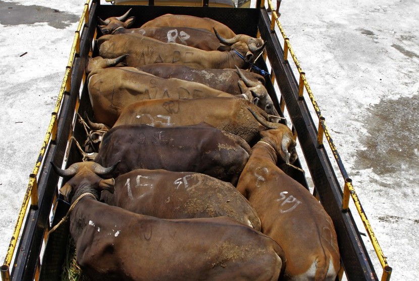 Sejumlah sapi di atas truk siap dimasukan ke dalam kandang dalam Kapal Tol Laut KM. Cemara Nusantara I di pelabuhan Tenau Kupang, Nusa Tenggara Timur, Senin (29/2).