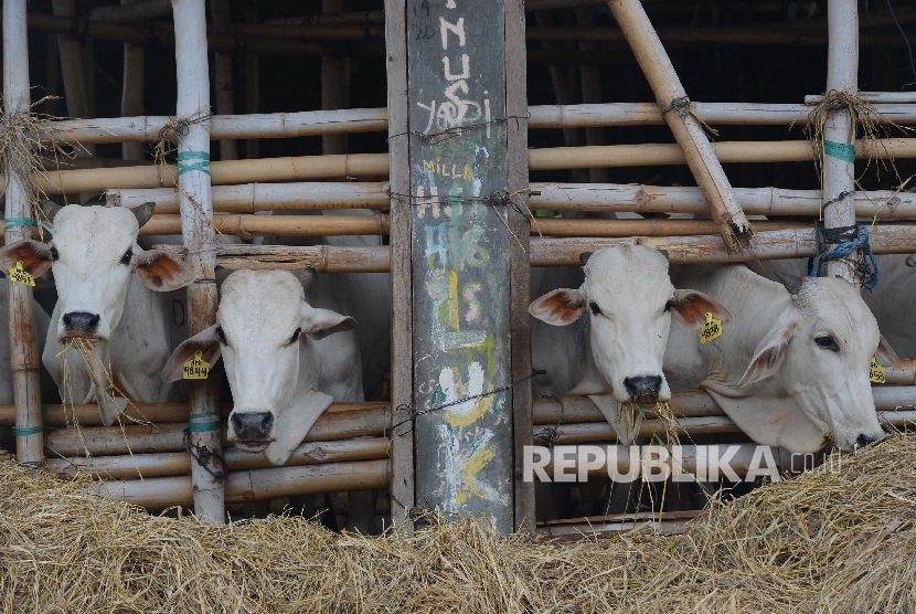 Sejumlah sapi di Balai Karantina yang berada di Kelurahan Hambala, Kota Waingapu, Provinsi Nusa Tenggara Timur, Rabu (3/2). (Republika/Raisan Al Farisi) 