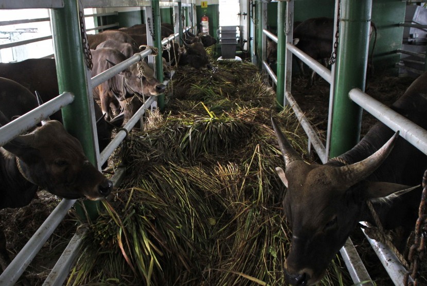 Sejumlah sapi diberikan makanan dalam kandang yang ada di dalam Kapal Tol Laut.